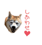sapi my dog2（個別スタンプ：17）