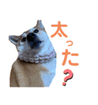 sapi my dog2（個別スタンプ：18）