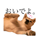 sapi my dog2（個別スタンプ：19）