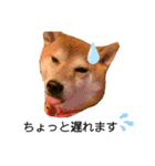 sapi my dog2（個別スタンプ：20）