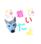 sapi my dog2（個別スタンプ：21）