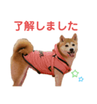 sapi my dog2（個別スタンプ：22）