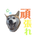 sapi my dog2（個別スタンプ：23）