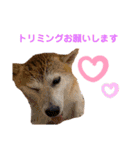 sapi my dog2（個別スタンプ：24）
