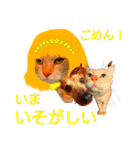 ミーさんとマーさん 5（個別スタンプ：31）