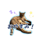 茶様スタンプ（個別スタンプ：2）