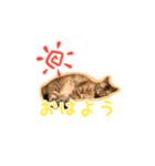 茶様スタンプ（個別スタンプ：6）