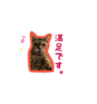 茶様スタンプ（個別スタンプ：14）
