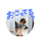 バーディちゃん（個別スタンプ：1）