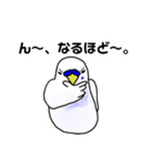 ちょっと丁寧なセキセイインコ2（個別スタンプ：1）