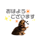 テンくん,アンジュちゃん by晩ママ（個別スタンプ：1）