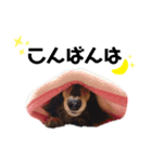 テンくん,アンジュちゃん by晩ママ（個別スタンプ：2）