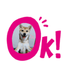 ちくわだワン（個別スタンプ：1）
