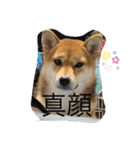 ちくわだワン（個別スタンプ：4）