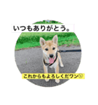 ちくわだワン（個別スタンプ：8）