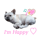 French bulldog 2（個別スタンプ：2）