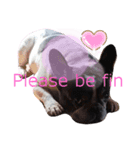 French bulldog 2（個別スタンプ：6）