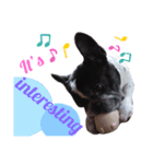 French bulldog 2（個別スタンプ：7）