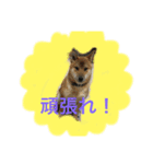 Happy 仲良し犬2（個別スタンプ：2）