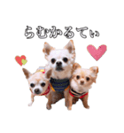 うえむらさんちのちわわたち⑵（個別スタンプ：1）