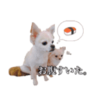 うえむらさんちのちわわたち⑵（個別スタンプ：2）