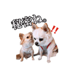 うえむらさんちのちわわたち⑵（個別スタンプ：6）