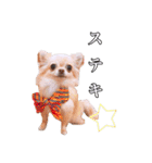 うえむらさんちのちわわたち⑵（個別スタンプ：7）