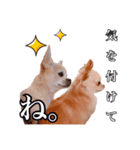 うえむらさんちのちわわたち⑵（個別スタンプ：9）