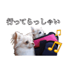 うえむらさんちのちわわたち⑵（個別スタンプ：10）