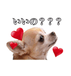 うえむらさんちのちわわたち⑵（個別スタンプ：11）