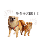 うえむらさんちのちわわたち⑵（個別スタンプ：12）