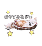 うえむらさんちのちわわたち⑵（個別スタンプ：16）
