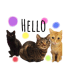 我が家のにゃんこズmycats②（個別スタンプ：1）