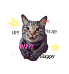 我が家のにゃんこズmycats②（個別スタンプ：2）