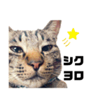 我が家のにゃんこズmycats②（個別スタンプ：3）