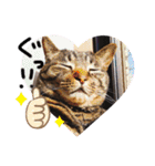 我が家のにゃんこズmycats②（個別スタンプ：5）
