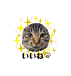 我が家のにゃんこズmycats②（個別スタンプ：6）
