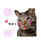 我が家のにゃんこズmycats②（個別スタンプ：7）