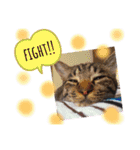 我が家のにゃんこズmycats②（個別スタンプ：8）