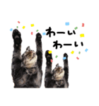 我が家のにゃんこズmycats②（個別スタンプ：11）