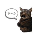 我が家のにゃんこズmycats②（個別スタンプ：13）
