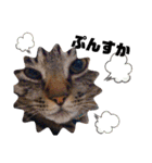 我が家のにゃんこズmycats②（個別スタンプ：15）