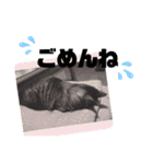 我が家のにゃんこズmycats②（個別スタンプ：16）