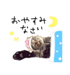 我が家のにゃんこズmycats②（個別スタンプ：17）