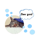 我が家のにゃんこズmycats②（個別スタンプ：18）