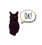 我が家のにゃんこズmycats②（個別スタンプ：19）