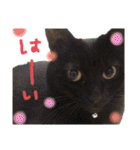 我が家のにゃんこズmycats②（個別スタンプ：20）