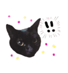 我が家のにゃんこズmycats②（個別スタンプ：21）