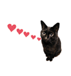 我が家のにゃんこズmycats②（個別スタンプ：22）