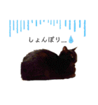 我が家のにゃんこズmycats②（個別スタンプ：25）